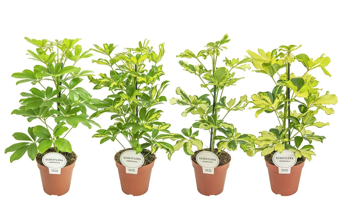 Schefflera Gemengd • črepník 13 cm