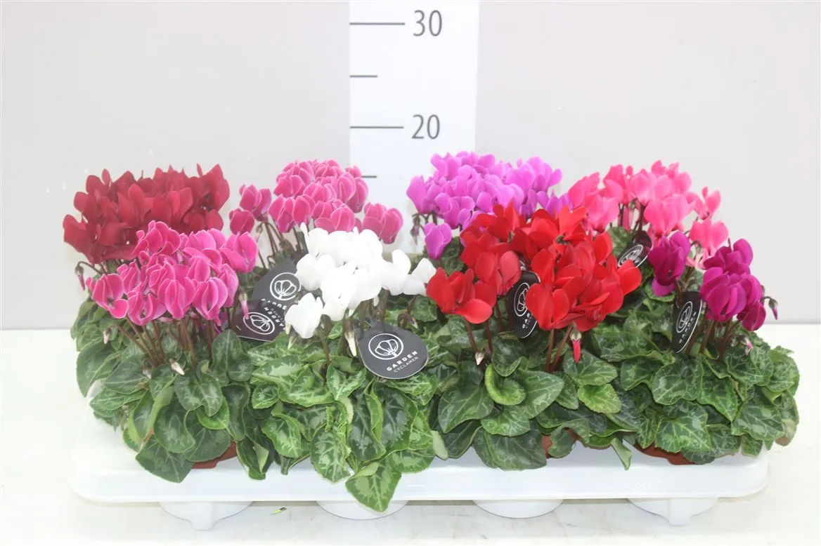 Cyklámen malokvetý Patio mix • črepník 10,5 cm
