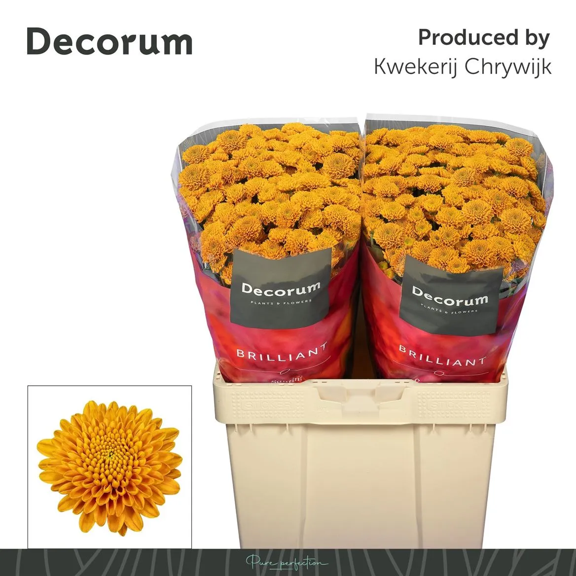 Sant Ellison Orange • 55 cm