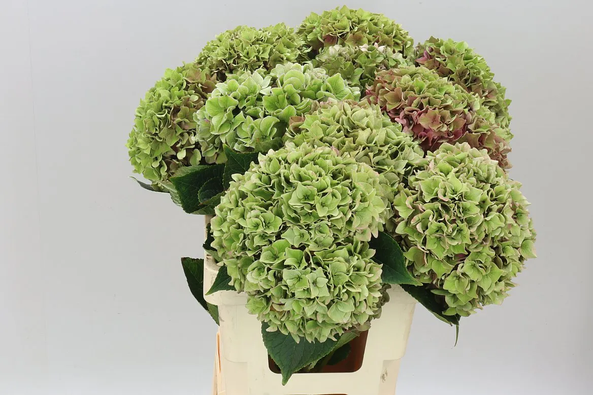 Hyd Rodeo Green Classic • 60 cm
