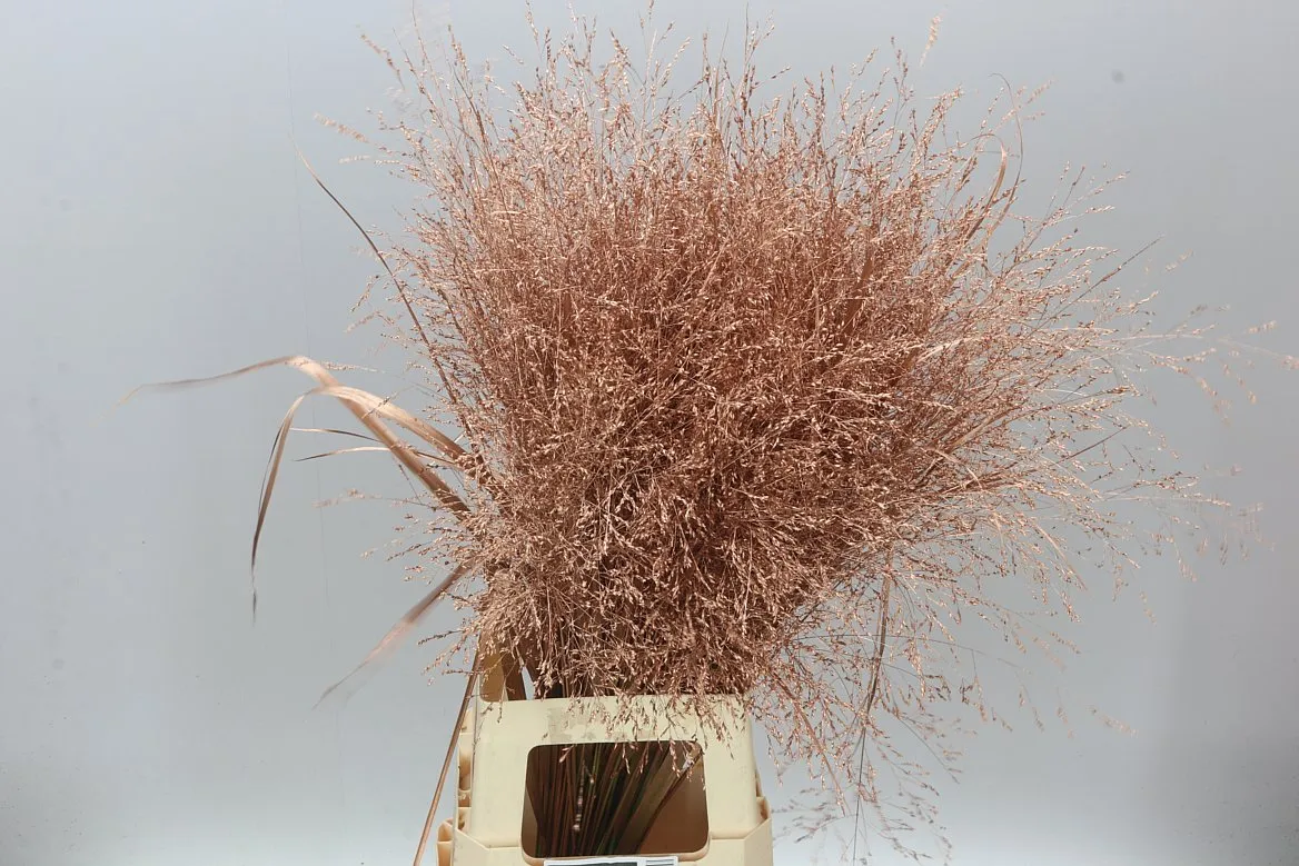 Panicum farbené Copper • 95 cm