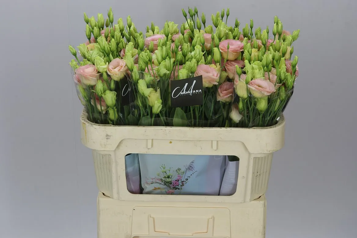 Eust Du Nude Champagne • 72 cm