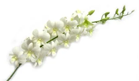 Dendro Big White • 55 cm