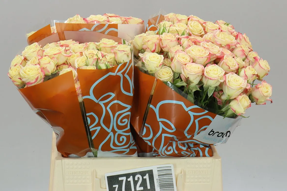 Rosa Tr Candelicious • 40 cm