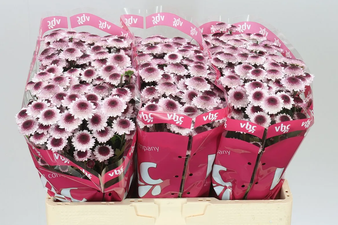 Chryzantéma santini Sweetheart • 55 cm