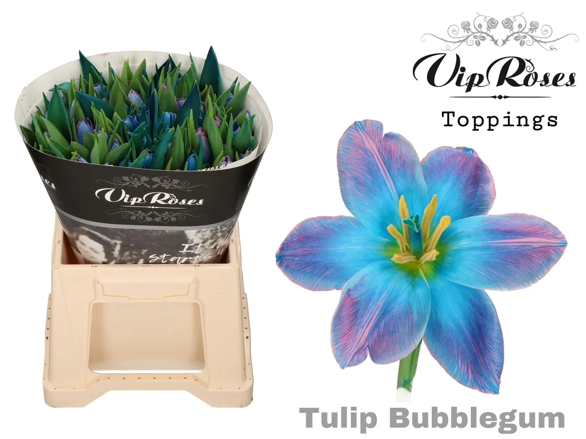 Tulipán jednoduchý Bubblegum • 40 cm