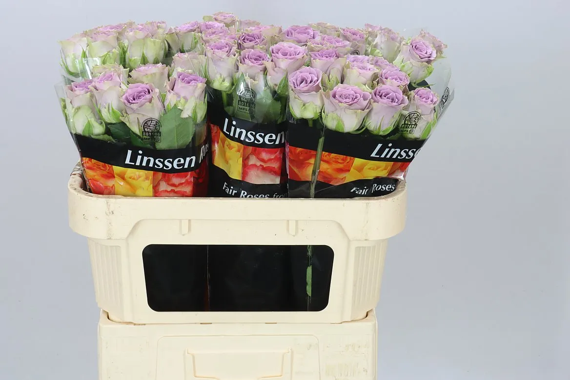 Rosa Gr Iconic! • 70 cm