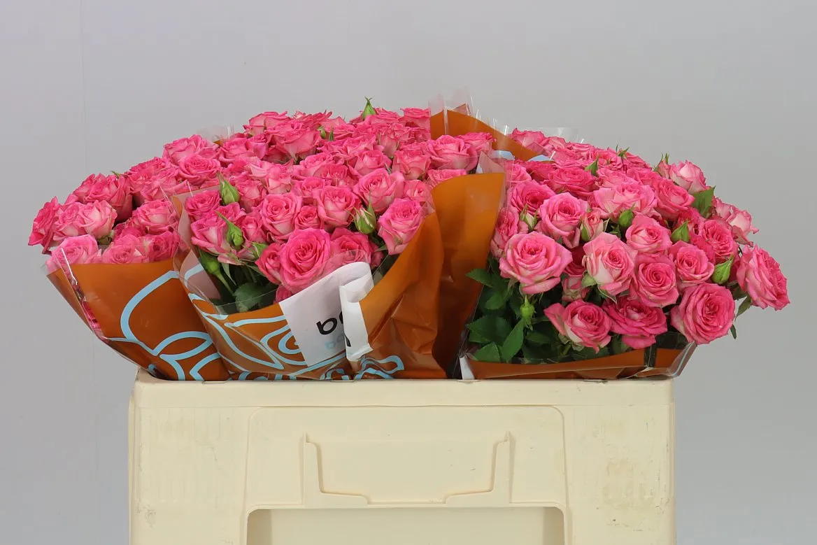 Rosa Tr Sweet Julia • 50 cm
