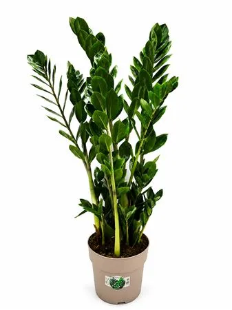Zamioculcas 90cm 10+ • črepník 23 cm