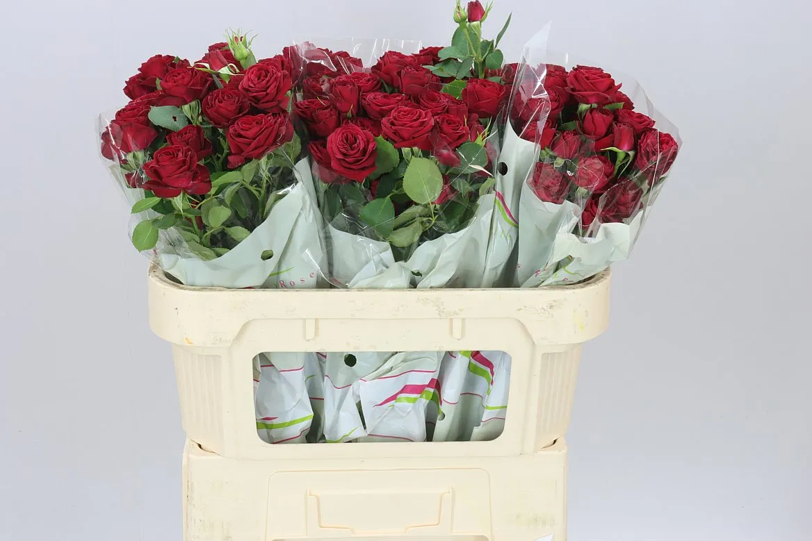 Ruža trsová Red Trendsetter X5 • 70 cm