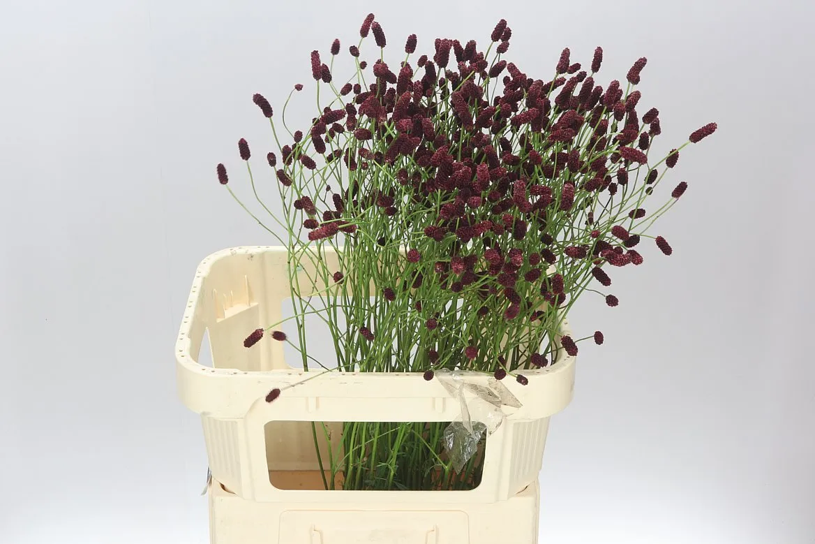 Sanguisorba Of Tough Dream • 80 cm