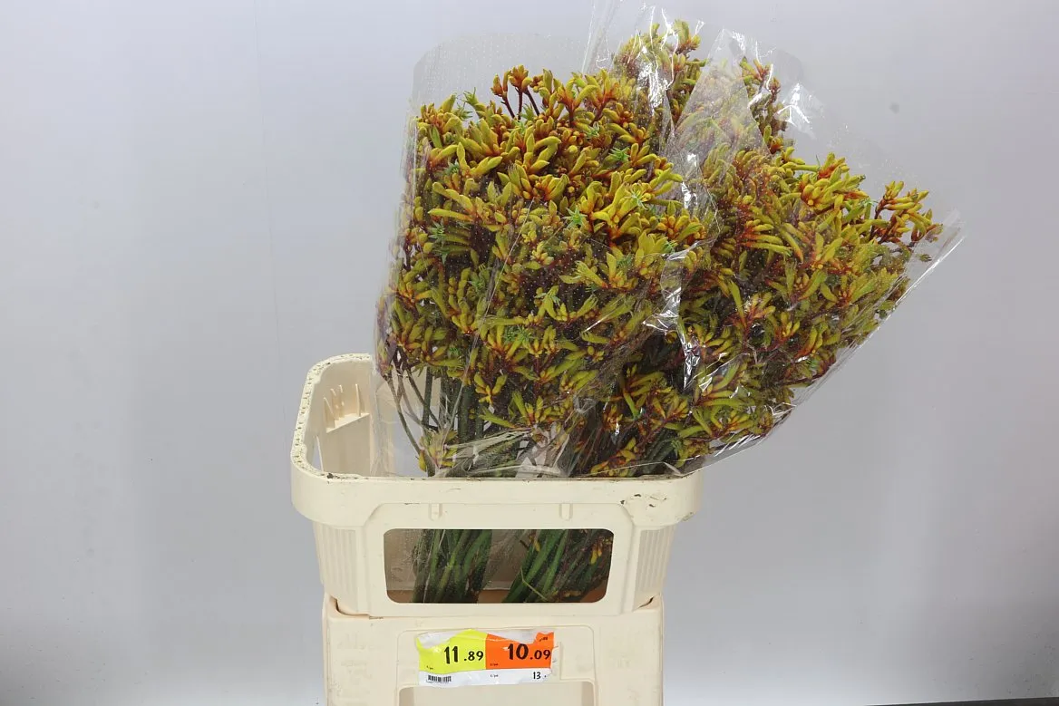 Anigozanthos Gold Fever • 90 cm