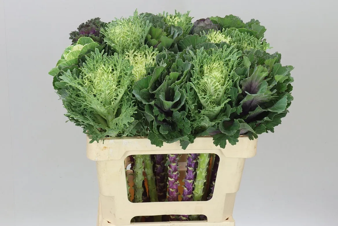 Brassica Mix • 60 cm