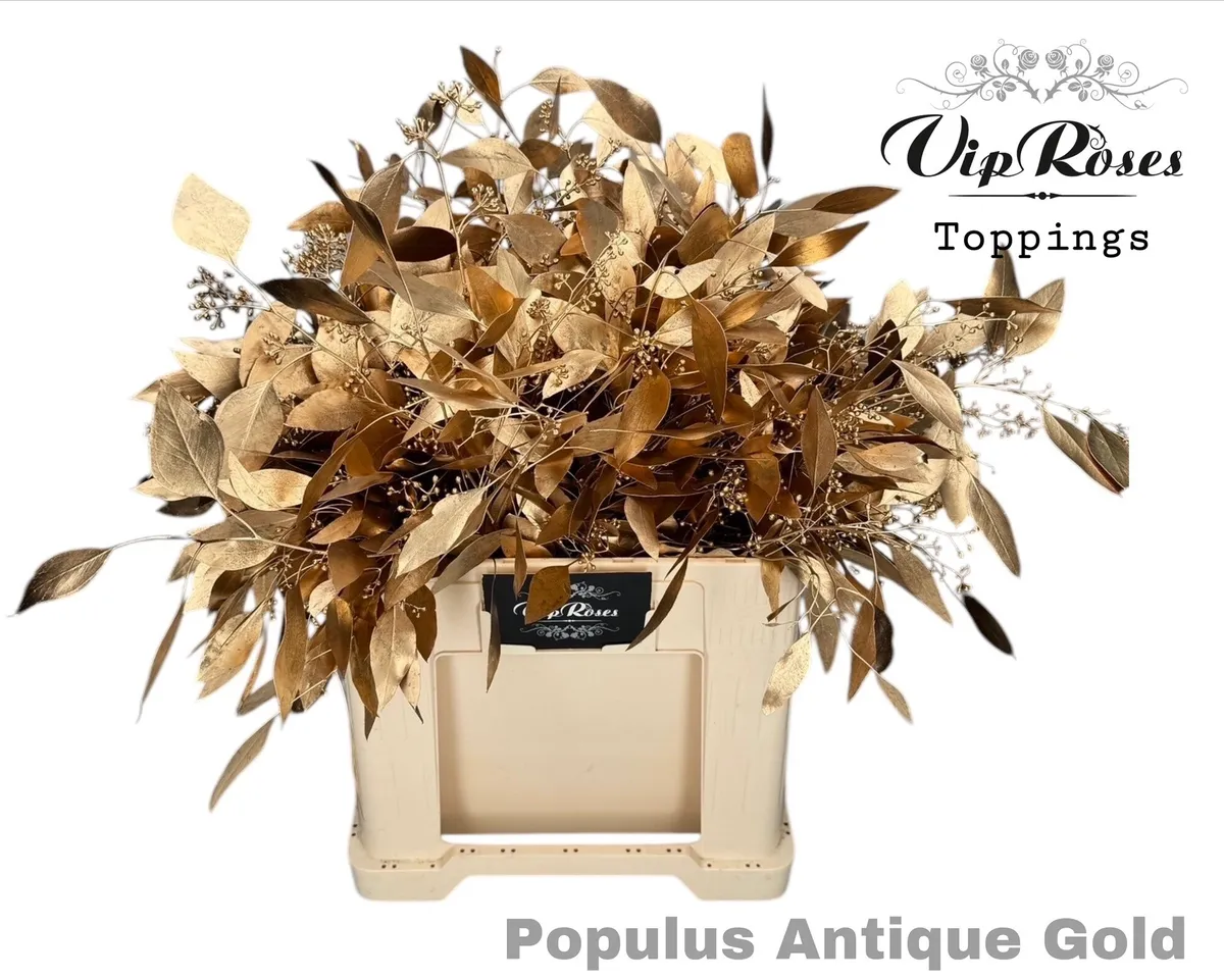 Eukalyptus Populus Bes Antique Gold • 65 cm