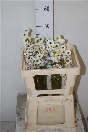 Dried Acrolinium White • 45 cm