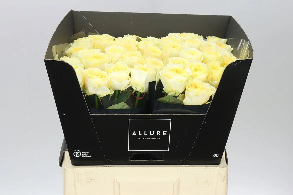 Ruža Buttercup Allure • 60 cm