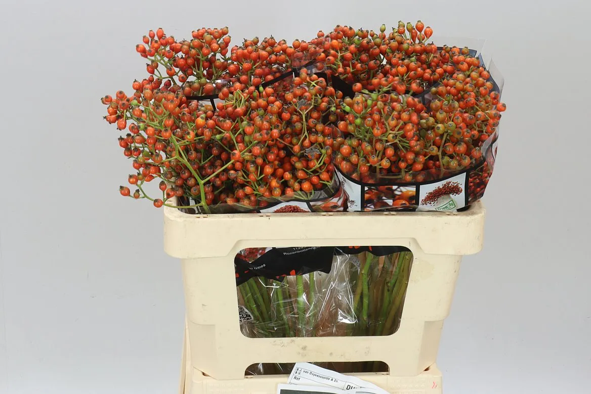 Šípky Autumn Rosefruits • 55 cm