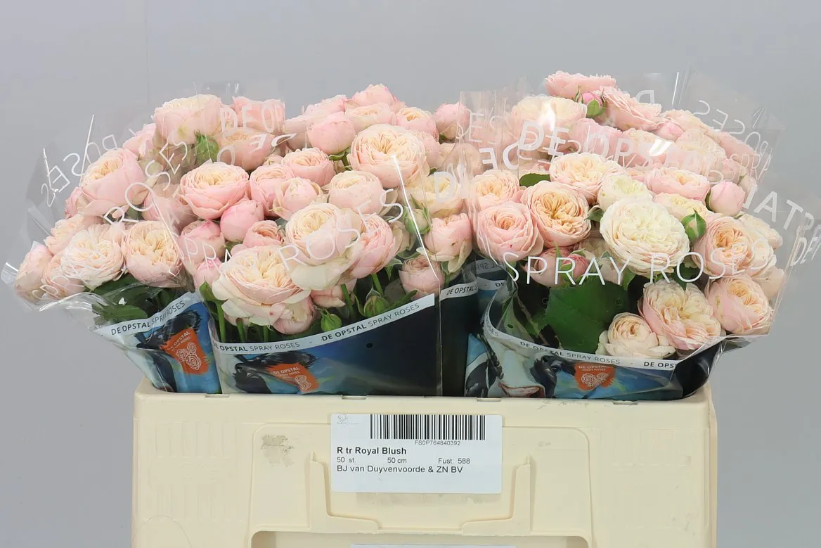 Rosa Tr Royal Blush • 50 cm
