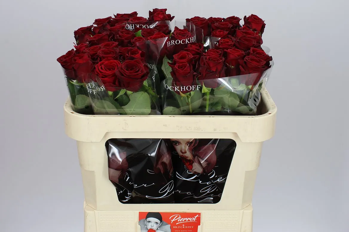 Ruža Red Naomi Brock • 70 cm