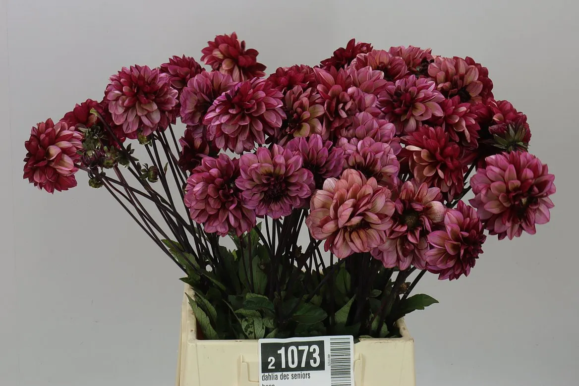 Dahlia Dec Seniors Hope • 50 cm