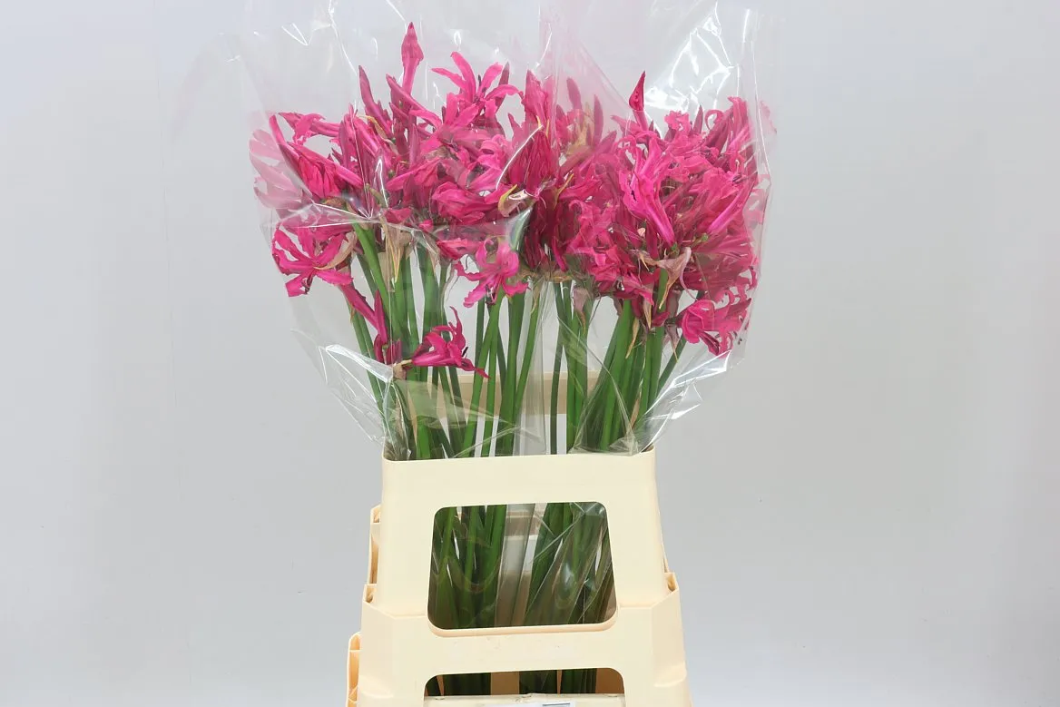 Nerine Bo Sanne Artistic • 60 cm