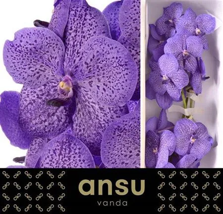 Orchidea Vanda Su Lave Sprink • 25 cm