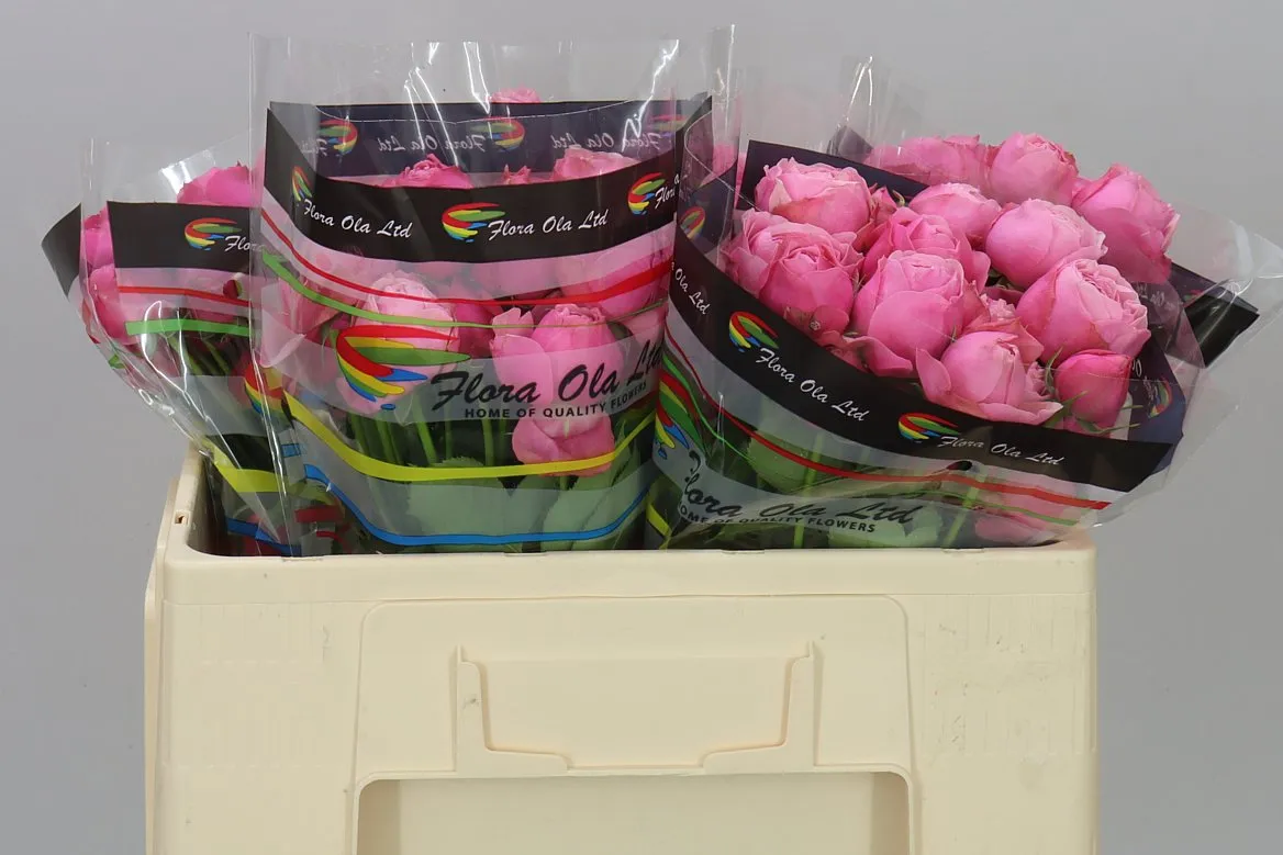 Ruža trsová Silva Pink+ X5 • 50 cm