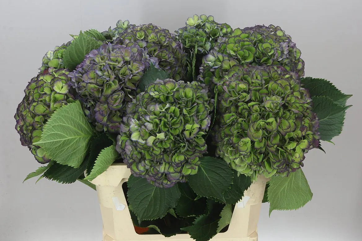 Hydrangea Elbtal Blue Classic • 80 cm