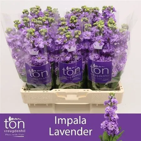 Matthiola Lavender • 57 cm
