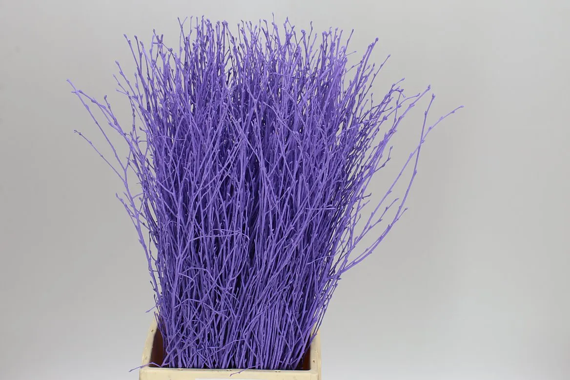 Breza Milka • 70 cm