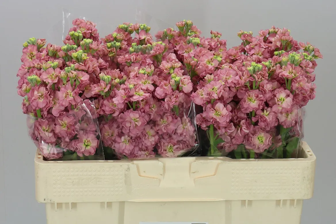Matthiola Antiqu Rose 50cm • 50 cm