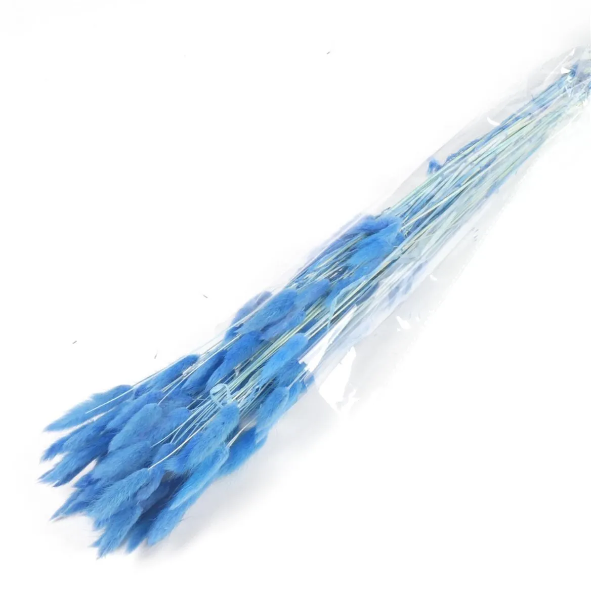 Lagurus Blue, sušené • 70 cm