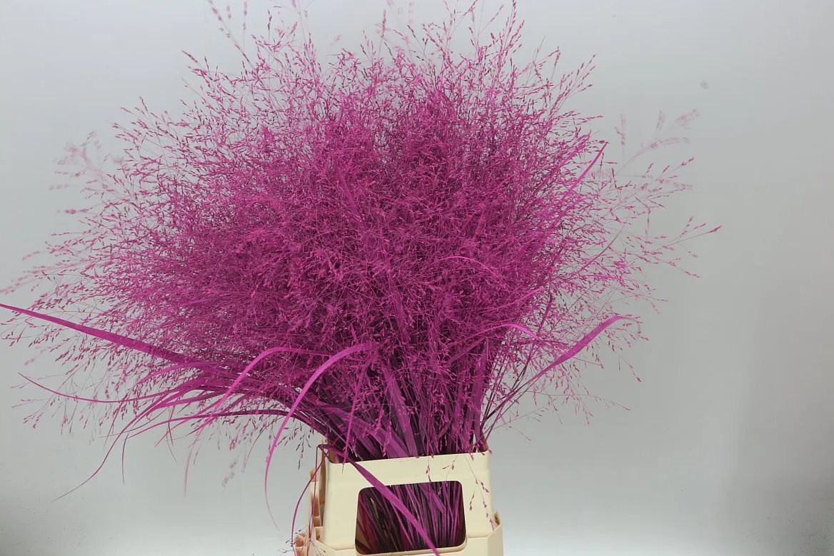 Panicum farbené Cerise • 95 cm