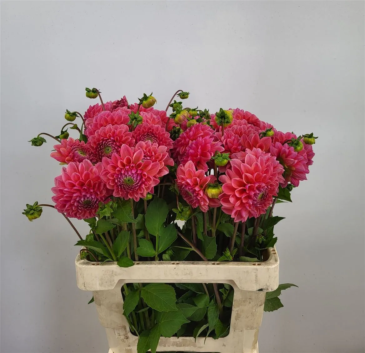 Dahlia Pink Runner • 55 cm