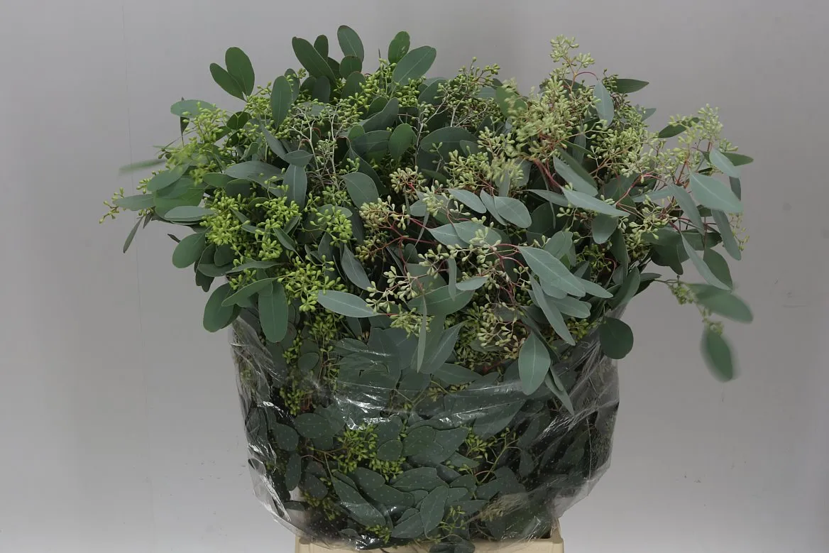 Populus Berries • 65 cm
