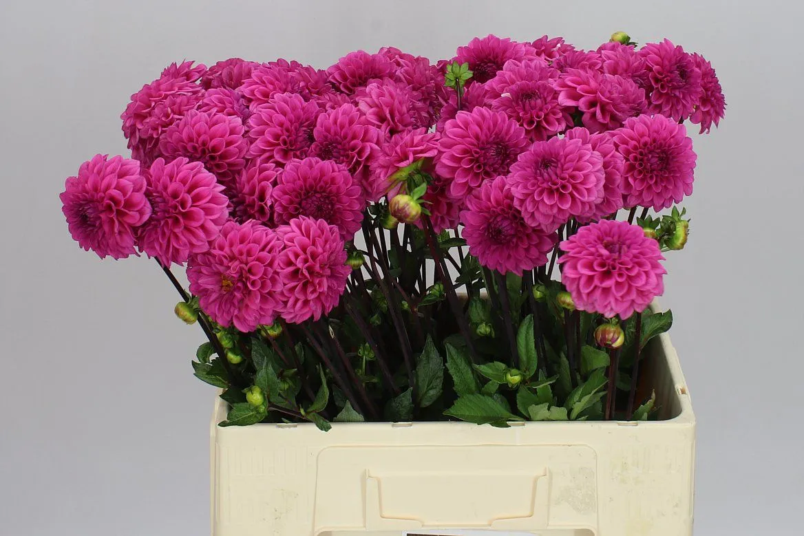 Dahlia Pink Cap • 50 cm