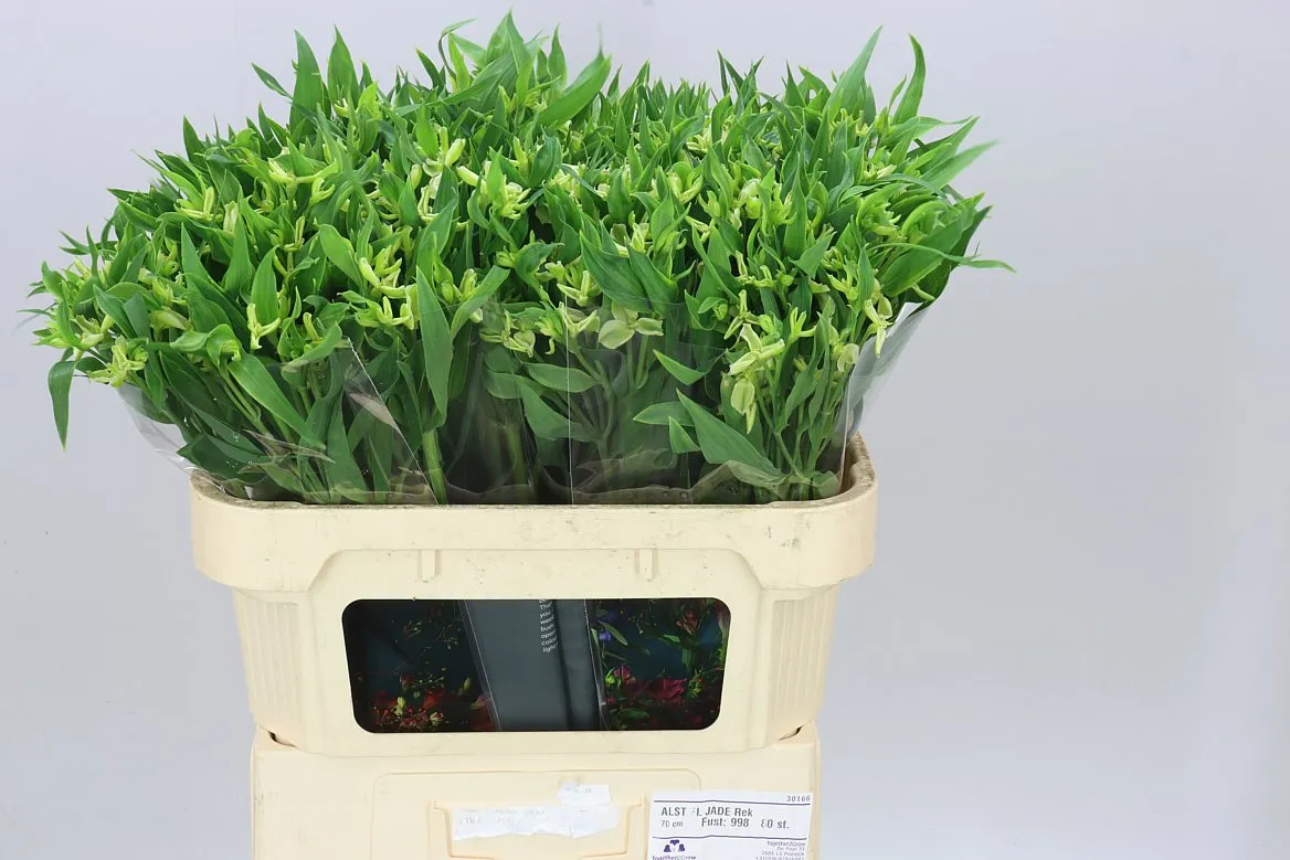 Alstroméria Charm Jade • 70 cm