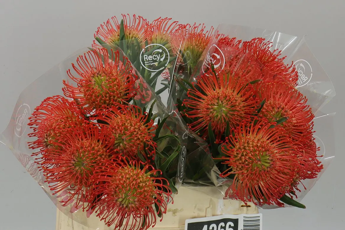 Leucospermum Succession • 40 cm