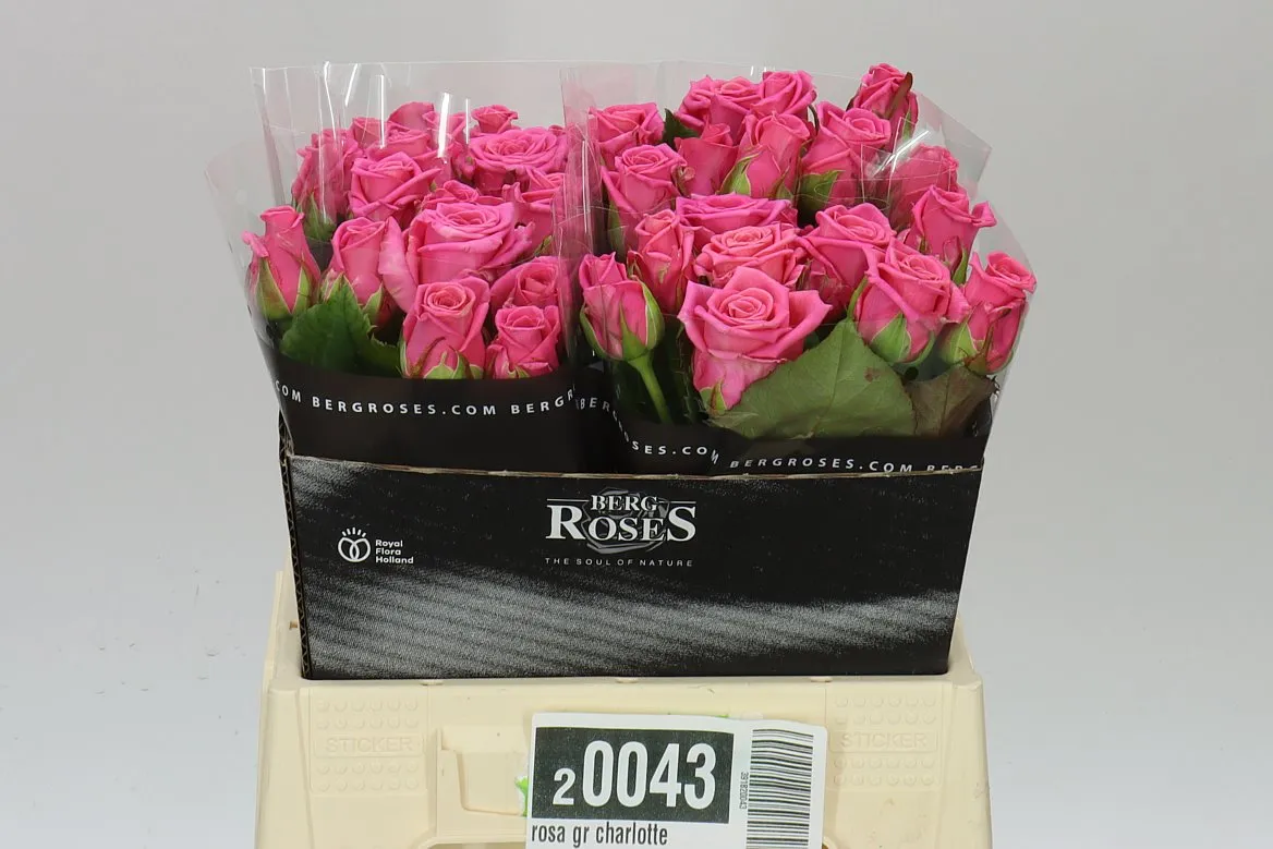 Ruža Charlotte • 40 cm