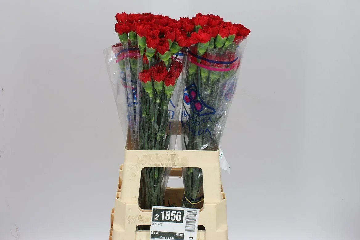 Karafiát Red • 65 cm