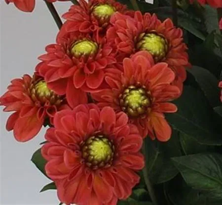 Dahlia Orange Fox • 50 cm