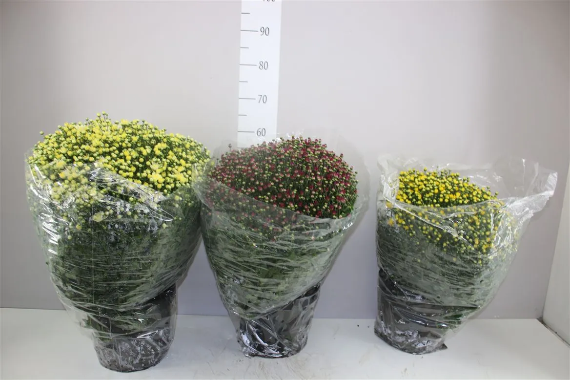 Chrysanth Gr Bol 65cm Mixtrolley • črepník 26 cm
