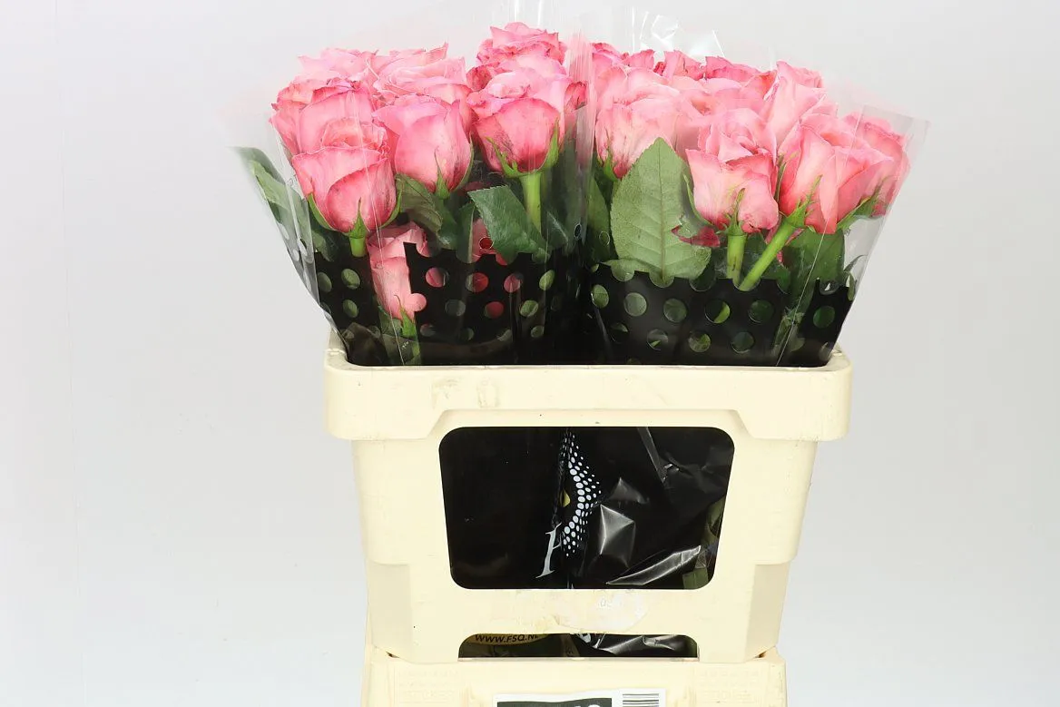 Rosa Gr Ec Pink Expression • 60 cm