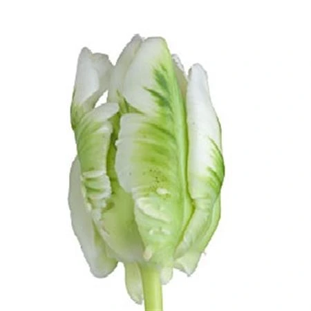 Tulipán papagájový Super Parrot