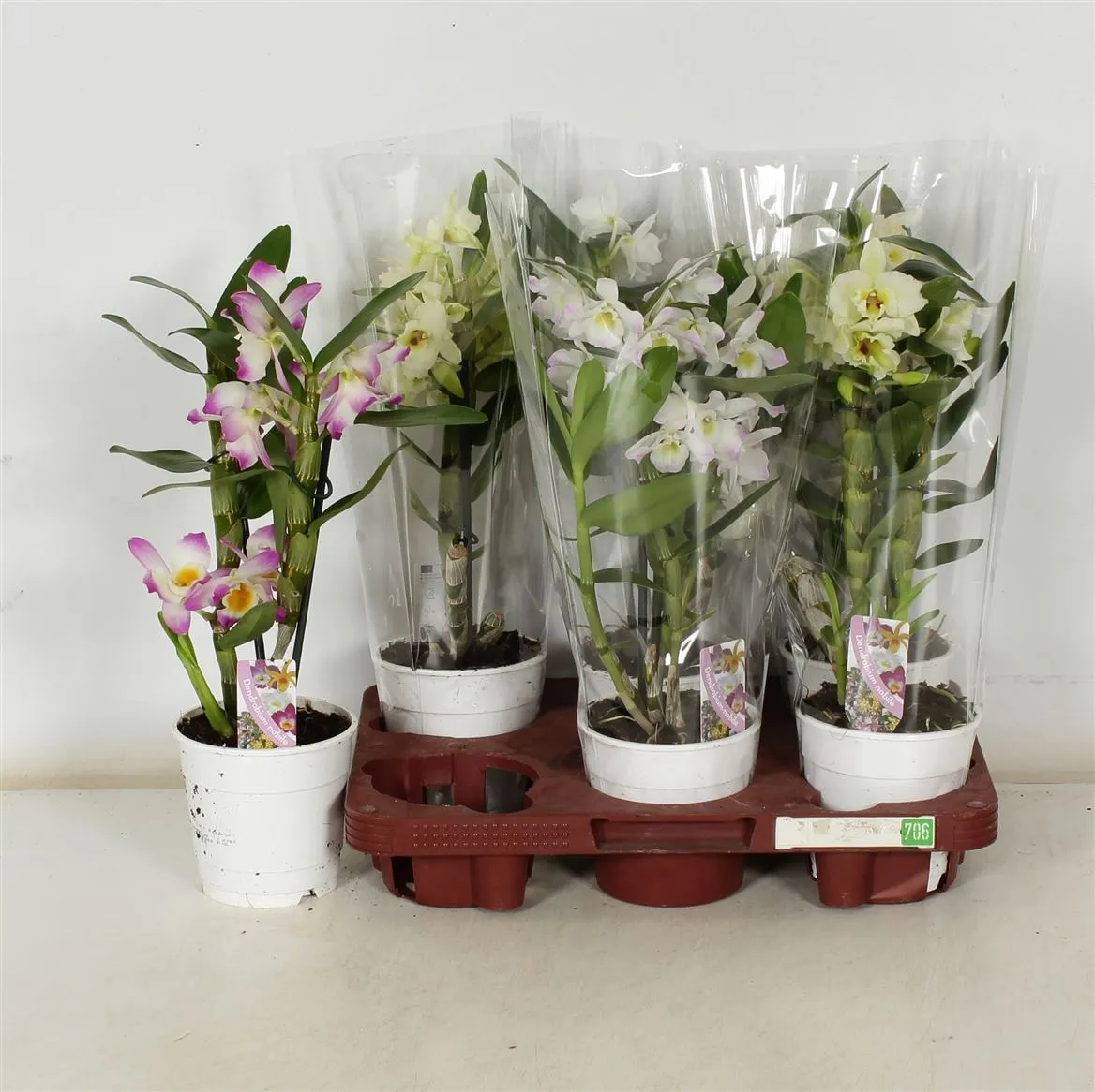 Orchidea Dendrobium Nobilee mix 3+, 1 výhon • črepník 12 cm