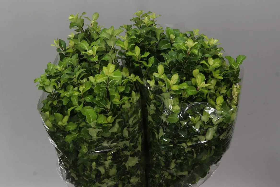 Pittosporum Lemon • 50 cm