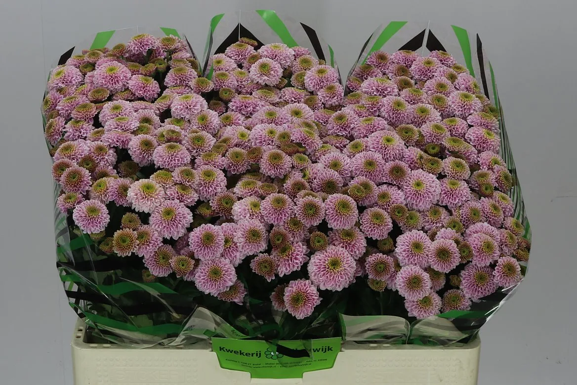 Sant Doria Pink • 55 cm