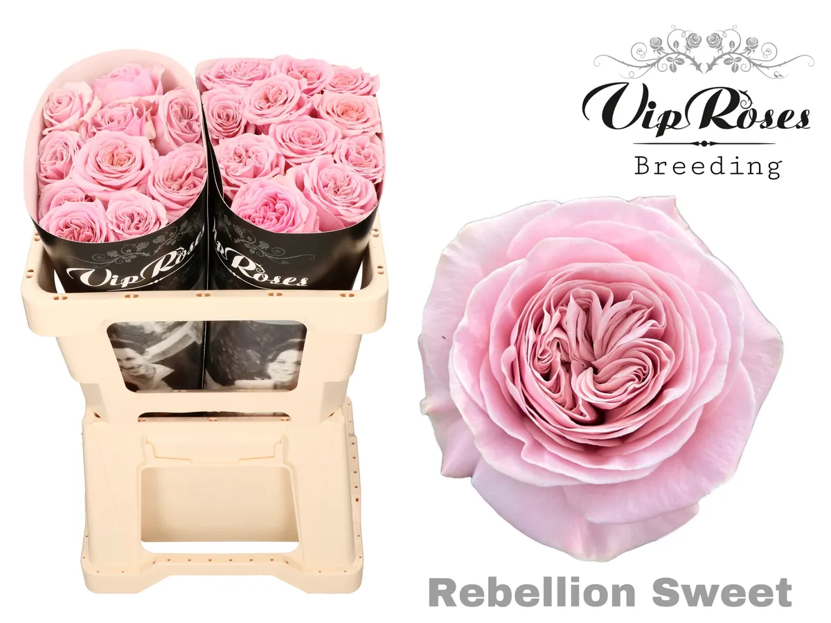 R Gr Rebellion Sweet • 50 cm