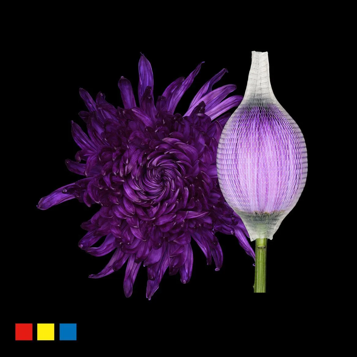 Chryzantéma veľkokvetá Stravina Dark Violet • 70 cm