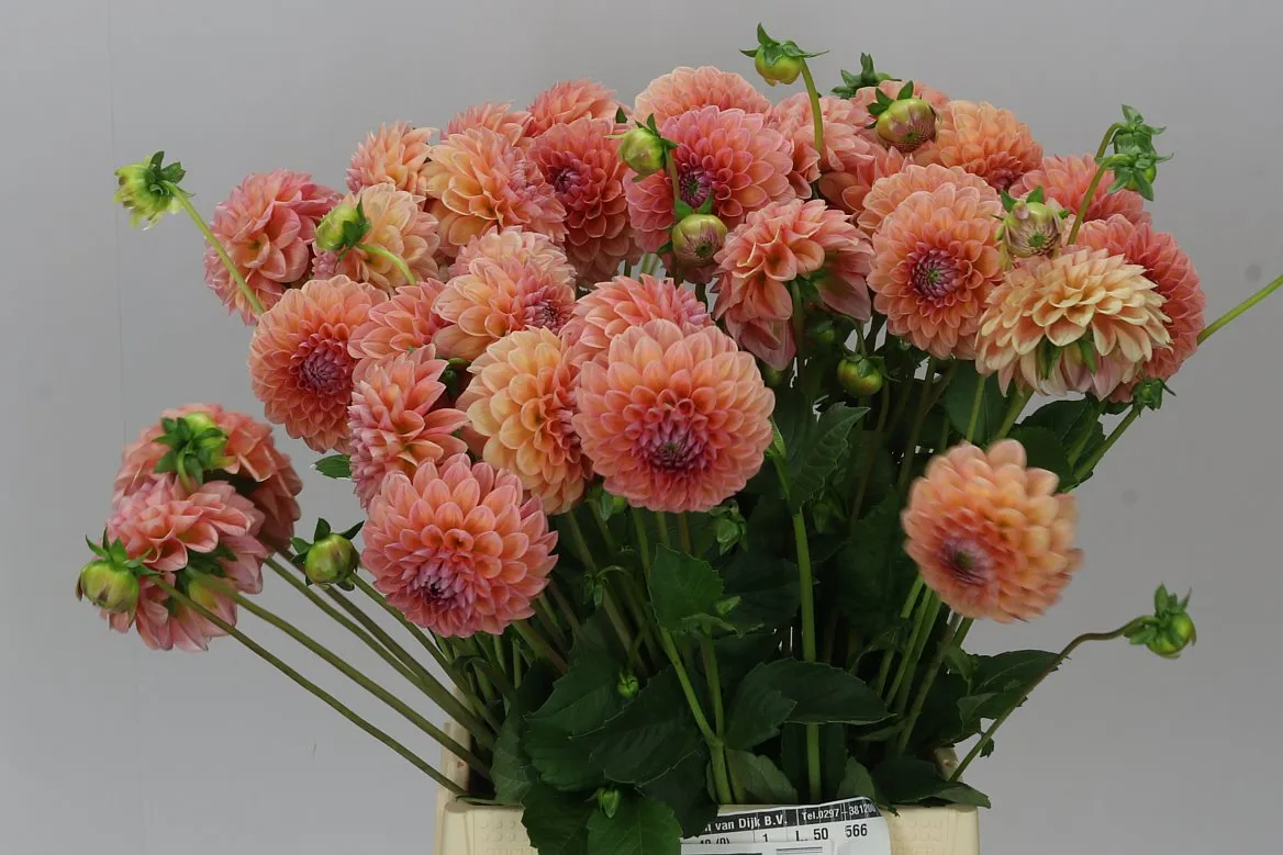 Dahlia Linda's Baby • 50 cm